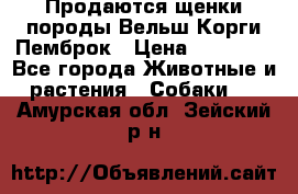 Продаются щенки породы Вельш Корги Пемброк › Цена ­ 40 000 - Все города Животные и растения » Собаки   . Амурская обл.,Зейский р-н